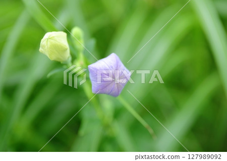 風鈴草（芽） 127989092