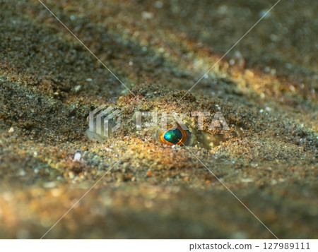 Pufferfish hiding in the sand 127989111
