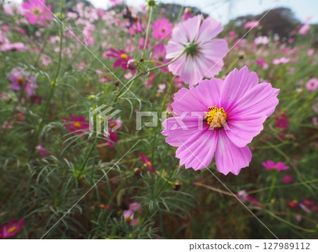 Cosmos fields in Expo Commemoration Park, Osaka Prefecture Cosmos fields in Expo Commemoration Park, Osaka Prefecture 127989112