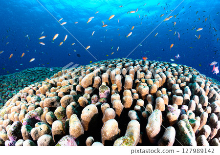 Diving scene in the sea of Iriomote Island 127989142