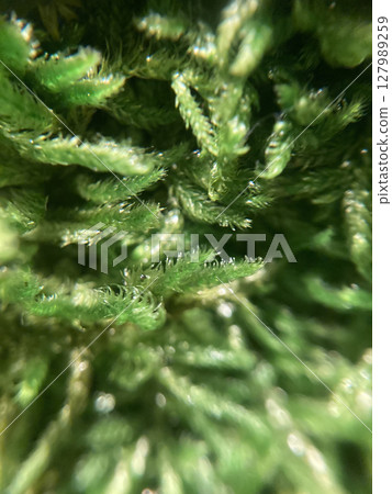 Moss under a microscope-2 127989259