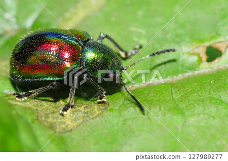 Red leaf beetle 127989277
