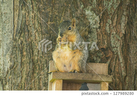 Curious Squirrel on Tree Branch in Forest Curious Squirrel on Tree Branch in Forest 127989280