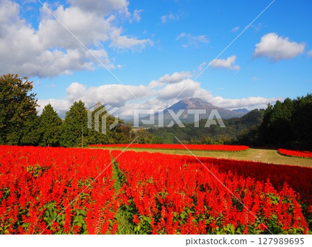 A red carpet of salvia decorates the Tottori Flower Corridor in autumn A red carpet of salvia decorates the Tottori Flower Corridor in autumn 127989695
