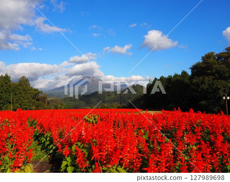 A red carpet of salvia decorates the Tottori Flower Corridor in autumn A red carpet of salvia decorates the Tottori Flower Corridor in autumn 127989698