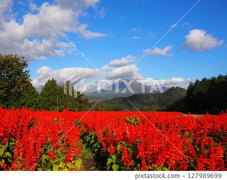 A red carpet of salvia decorates the Tottori Flower Corridor in autumn A red carpet of salvia decorates the Tottori Flower Corridor in autumn 127989699