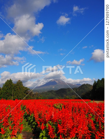 秋季,鳥取縣的花廊鋪滿了紅紅的鼠尾草 秋季,鳥取縣的花廊鋪滿了紅紅的鼠尾草 127989700
