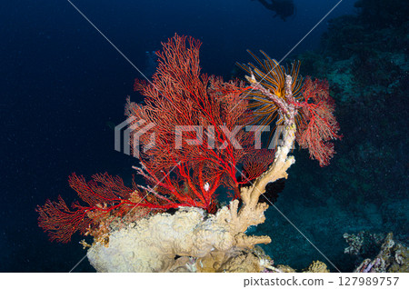 Diving scene in the sea of Iriomote Island 127989757