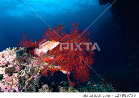 Diving scene in the sea of Iriomote Island 127989759