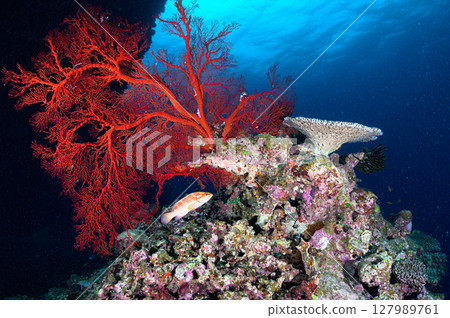 Diving scene in the sea of Iriomote Island 127989761