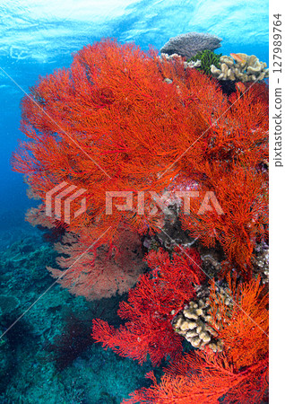 Diving scene in the sea of Iriomote Island Diving scene in the sea of Iriomote Island 127989764