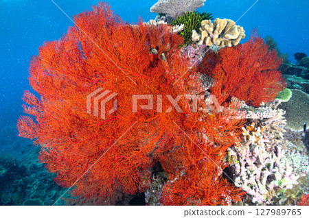 Diving scene in the sea of Iriomote Island Diving scene in the sea of Iriomote Island 127989765
