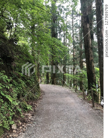 A road surrounded by trees A road surrounded by trees 127989769
