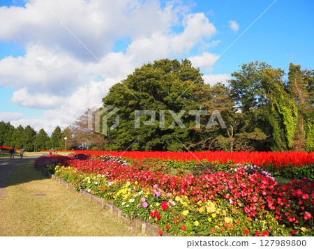 A red carpet of salvia decorates the Tottori Corridor in autumn A red carpet of salvia decorates the Tottori Corridor in autumn 127989800