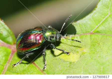 Red leaf beetle 127989817