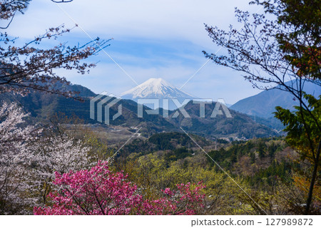 伊勢山和富士山的櫻花 伊勢山和富士山的櫻花 127989872