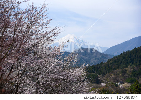 A brown-eared bulbul gazing at the cherry blossoms of Mt. Ise and Mt. Fuji 127989874