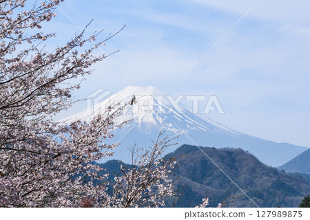 A brown-eared bulbul gazing at the cherry blossoms of Mt. Ise and Mt. Fuji 127989875