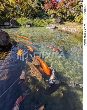 Nishikigoi carp swimming in a Japanese garden Nishikigoi carp swimming in a Japanese garden 127990023
