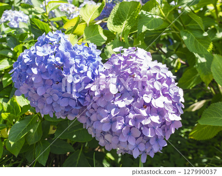 Blue and purple hydrangea flowers Blue and purple hydrangea flowers 127990037