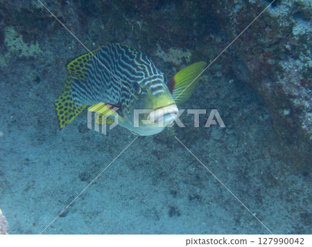 Ayako Show Die 127990042