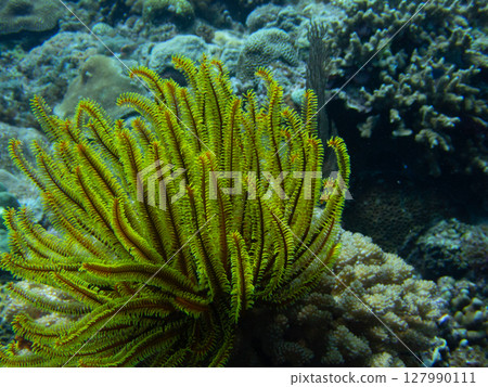 綠海蕨類植物 綠海蕨類植物 127990111