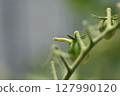 The larvae of the tobacco budworm bore holes in cherry tomatoes and feed on them. 127990120