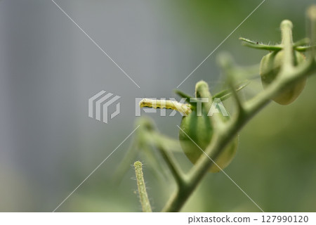 The larvae of the tobacco budworm bore holes in cherry tomatoes and feed on them. The larvae of the tobacco budworm bore holes in cherry tomatoes and feed on them. 127990120