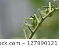 The larvae of the tobacco budworm bore holes in cherry tomatoes and feed on them. 127990121