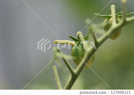 菸芽蟲的幼蟲在櫻桃番茄上鑽孔並以此為食。 菸芽蟲的幼蟲在櫻桃番茄上鑽孔並以此為食。 127990121
