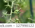The larvae of the tobacco budworm bore holes in cherry tomatoes and feed on them. 127990122