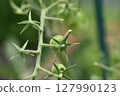 The larvae of the tobacco budworm bore holes in cherry tomatoes and feed on them. 127990123