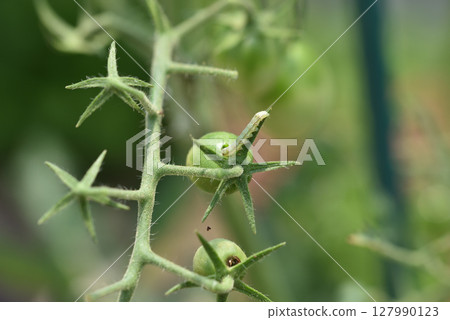 菸芽蟲的幼蟲在櫻桃番茄上鑽孔並以此為食。 127990123