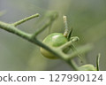 The larvae of the tobacco budworm bore holes in cherry tomatoes and feed on them. 127990124