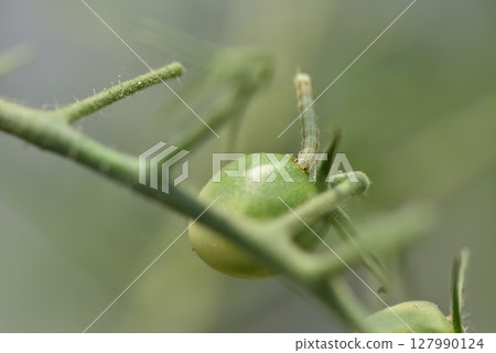 菸芽蟲的幼蟲在櫻桃番茄上鑽孔並以此為食。 127990124