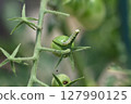 The larvae of the tobacco budworm bore holes in cherry tomatoes and feed on them. 127990125