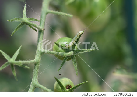 菸芽蟲的幼蟲在櫻桃番茄上鑽孔並以此為食。 127990125