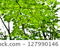 Tama Hills, nature and satoyama scenery 127990146