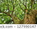 Tama Hills, nature and satoyama scenery 127990147