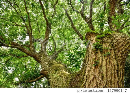 Tama Hills, nature and satoyama scenery 127990147