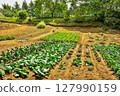Tama Hills, nature and satoyama scenery 127990159