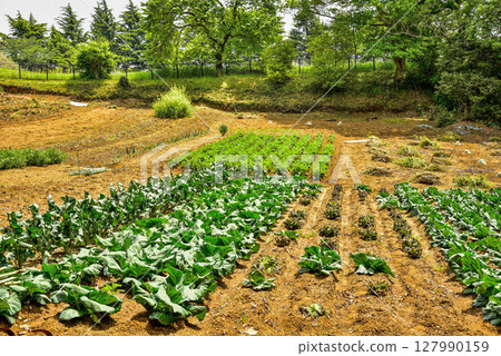 Tama Hills, nature and satoyama scenery Tama Hills, nature and satoyama scenery 127990159