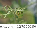 Cherry tomatoes damaged by holes bored by cotton bollworm larvae 127990160