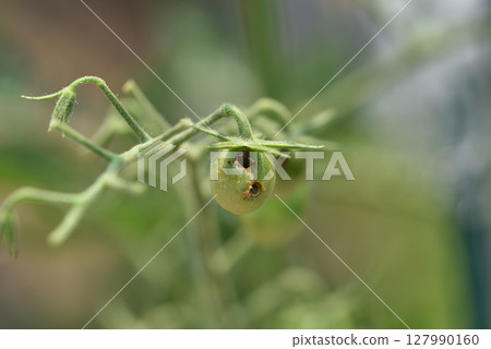 棉鈴蟲幼蟲造成的孔洞損害了櫻桃番茄 127990160