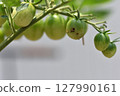 Cherry tomatoes damaged by holes bored by cotton bollworm larvae 127990161