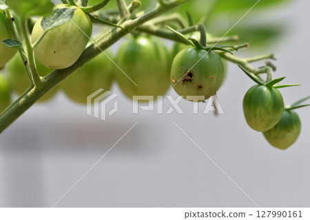 棉鈴蟲幼蟲造成的孔洞損害了櫻桃番茄 127990161