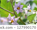 Beautiful pale purple eggplant flowers 127990170