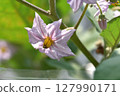 Beautiful pale purple eggplant flowers 127990171