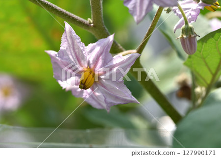 Beautiful pale purple eggplant flowers Beautiful pale purple eggplant flowers 127990171