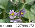 Beautiful pale purple eggplant flowers 127990172